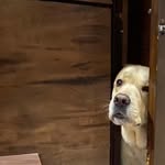 Buddy-The Boss 😎🐕 - @buddy.jolly - Instagram