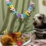 Jolly&Buddy_Yuko - @jollybuddy_yuko1127 - Instagram