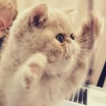 Buddy & Lacey - @mybuddylacey - Instagram