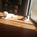buddy and Lacey - @buddy._.lacey - Instagram