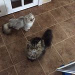 Buddy&Lacey - @buddy_and_lacey - Instagram