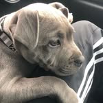 @buddy_lawrence_22 - Instagram