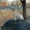 BoBo🐾🎾 - @buddy_lester114 - TikTok