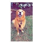 Buddy Lester - @licks.hugs.swims - Instagram
