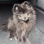 Buddy_Pomeranian - @buddy.mason11 - Instagram