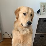 Tiggz, Nala, & Buddy Mason - @tiggz.nala.buddy - Instagram