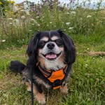 Buddy - @buddymay2025 - Instagram