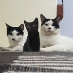 Buddy Maya Preto - @buddy_maya_preto - Instagram