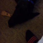 Buddy Mcdonald - @buddys_life_12 - Instagram