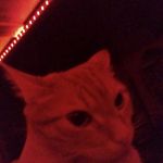 Buddy McDonald - @buddyiscoollikethat - Instagram