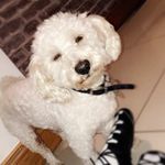 Buddy McDonald - @buddyboimcdonald - Instagram