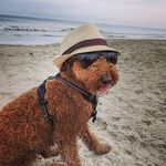 Buddy Miller - @buddy__miller - Instagram