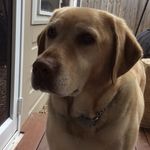 Buddy🐶💖 - @buddy.morgan.long - Instagram