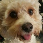 Buddy Morgan - @dogbibleofficial - Instagram
