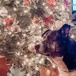 Buddy Morgan - @buddy_the_beaglepit - Instagram