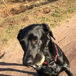Buddy Morgan - @buddymorgan_dog_ - Instagram