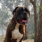 Buddy Morgan (RP NOT REAL) - @buddythedog_rp - Instagram