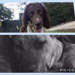 Morgan And Buddy - @_morgan.buddy_ - Instagram