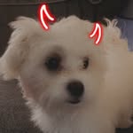 Buddy Byron Morris - @buddy.doggo.morris - Instagram