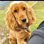 Buddy Morris - @the_chronicles_of_buddy - Instagram
