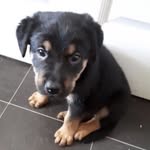 Buddy Morris - @helpsavebuddy - Instagram
