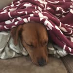 Buddy Morris - @buddymorris2 - Instagram