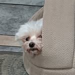 Buddy Morris - @morris.budster - Instagram