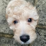 Buddy Morris 🐾 - @a.cockapoo.called.buddy - Instagram