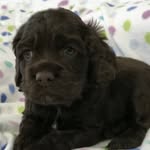 Buddy Morris 🐶 - @buddymorris_ - Instagram