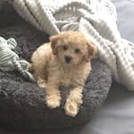 @buddy_morris_cavapoochon - Instagram