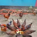 Nila Boti - Facebook