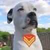 Buddy - @budandmapes - TikTok