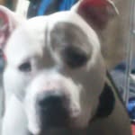 Buddy Pickard - @pickard_buddy - Instagram