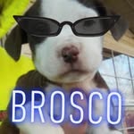buddy rosco pickard - @lilmanbrosco - Instagram