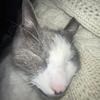 buddy 🤭😋 - @buddyprincecat - TikTok