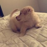 Buddy - @buddy.prince.2k17 - Instagram