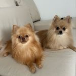 Buddy e Prince - @buddy_prince_poms - Instagram