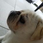 Prince Buddy - @buddy_prince_2017 - Instagram