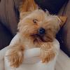 Prince Buddy 👑 - @princebuddyy - TikTok