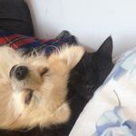 Shae😜/buddy🤗🐶/prince😎🐱 - @buddy_prince_besties - Instagram