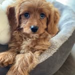 Buddy 🐶 - @buddyrichardson_cavapoo - Instagram