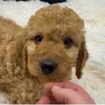 Buddy Richardson - @buddyboy_thecockapoo2020 - Instagram