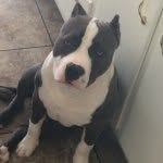 Buddy Richardson - @bluegotti_bullie - Instagram