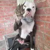 puppy's - @buddyreichert1 - TikTok