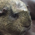Buddy Rogers - @cute_buddy - Instagram