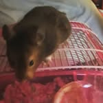 buddy rogers - @buddy_123_hamster - Instagram
