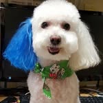 Buddy Rogers - @buddythebluepoodle - Instagram