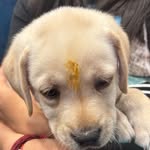 Buddy 🐶 - @buddy_.singh - Instagram