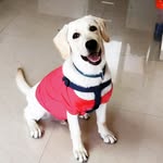 Buddy - @buddy.singh09 - Instagram