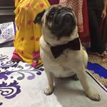 Buddy Singh - @buddy_the_pug99 - Instagram